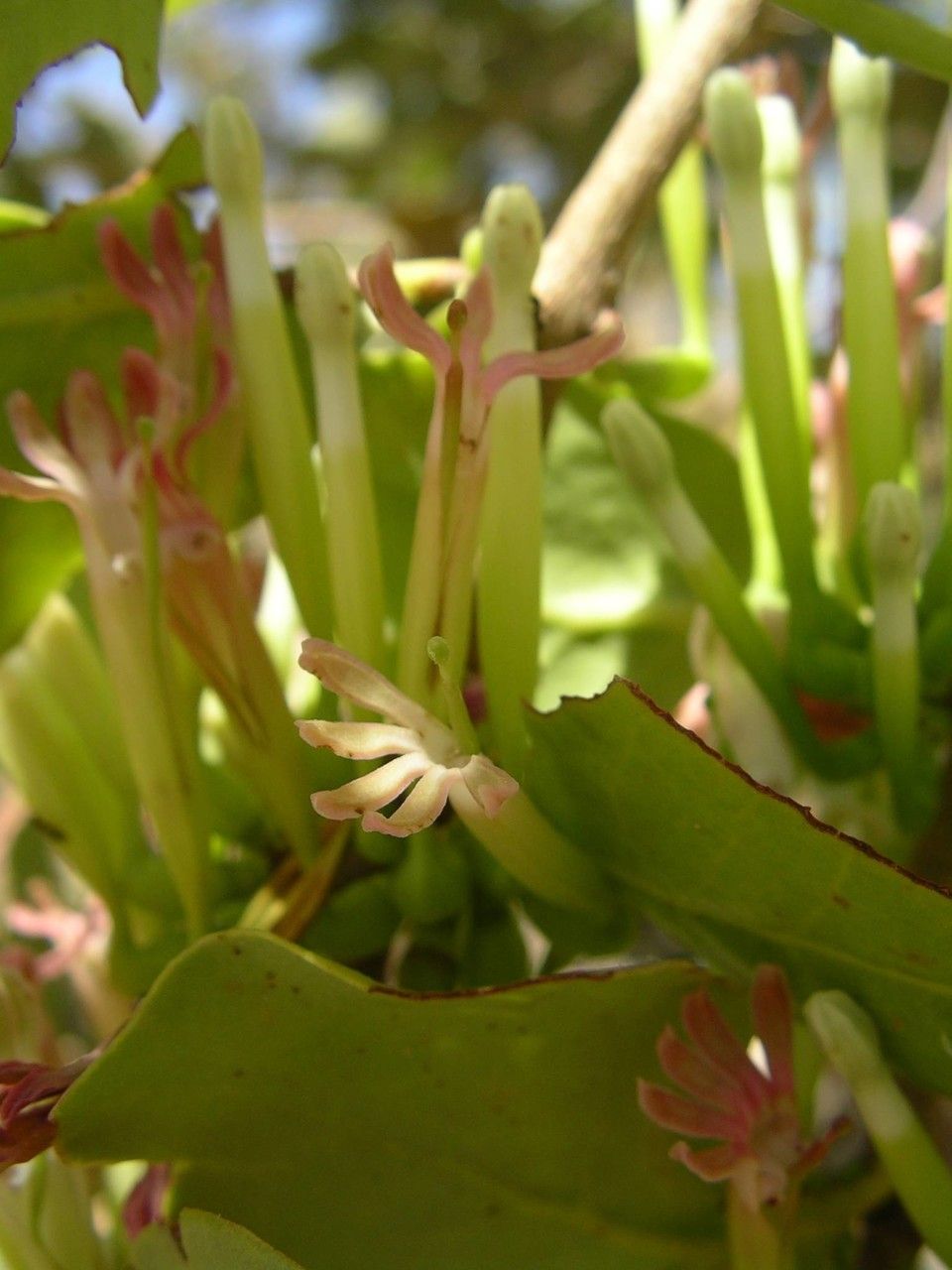 Tapinanthus pentagonia — houseplant care guide