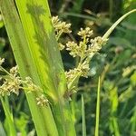 Cyperus exaltatus