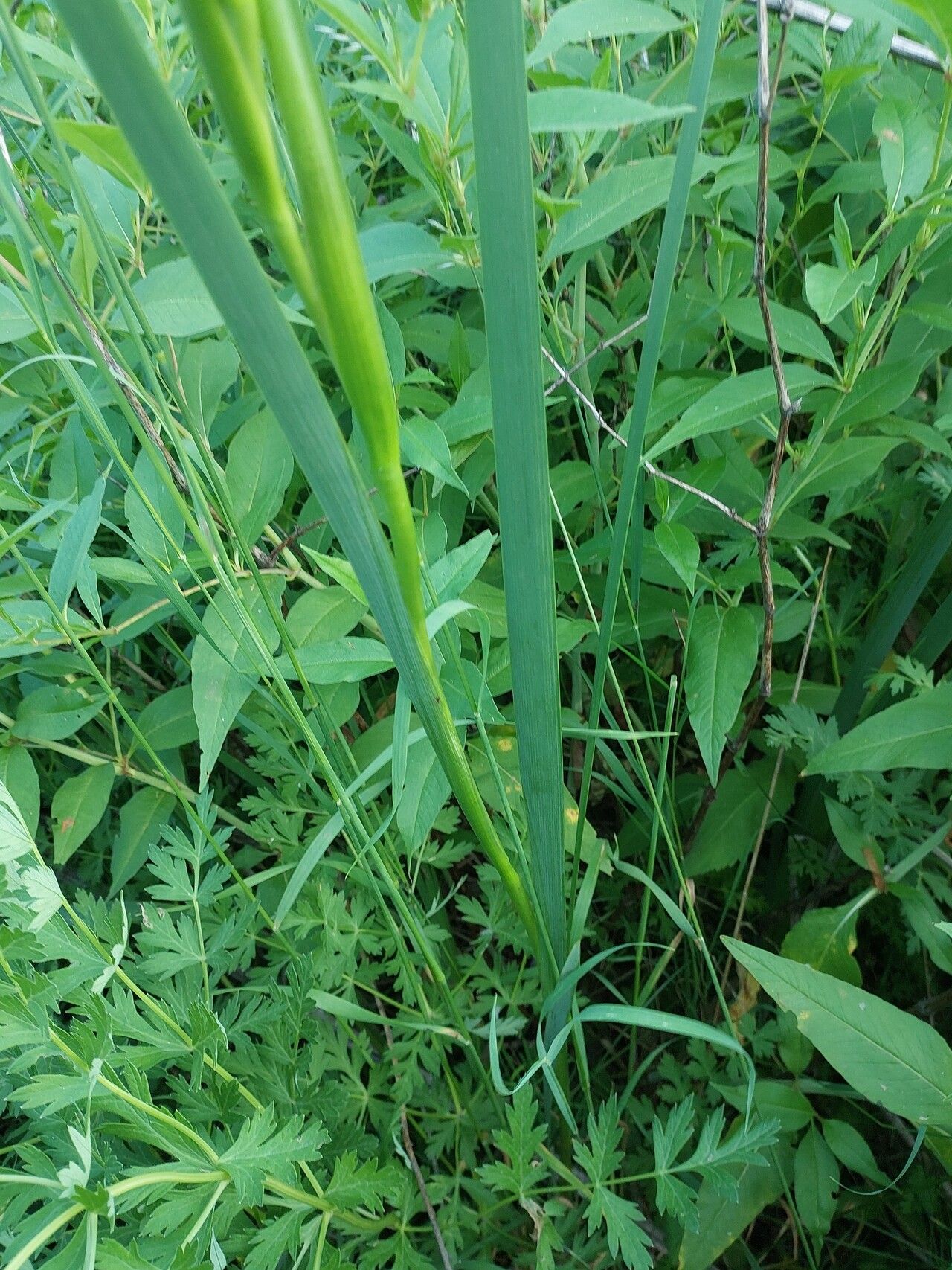 Iris notha — houseplant care guide