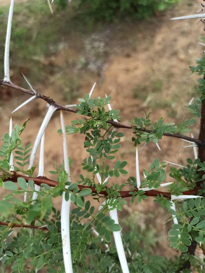Vachellia exuvialis — search result for 'Uganda'