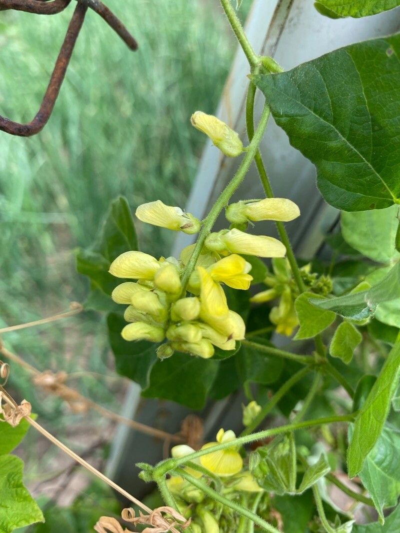Rhynchosia viscosa flower