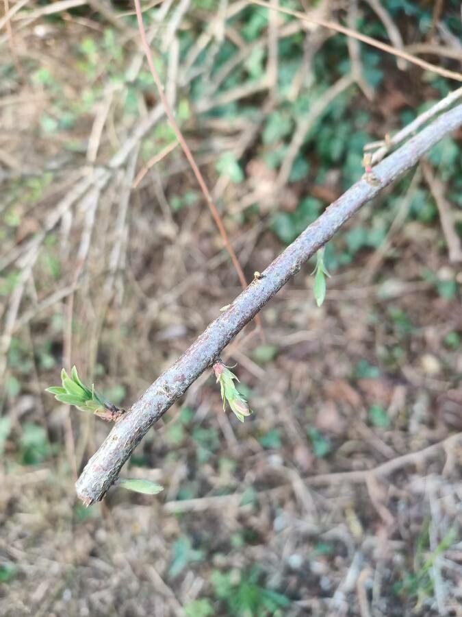 Spiraea thunbergi bark