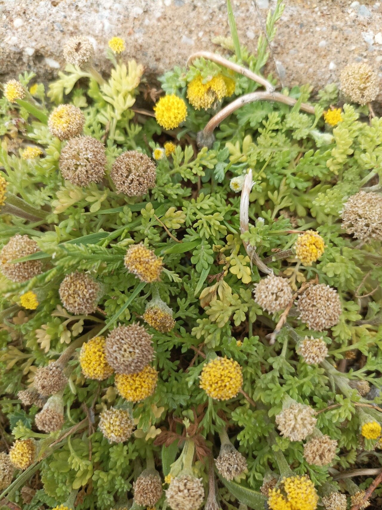 Anthemis rigida leaf