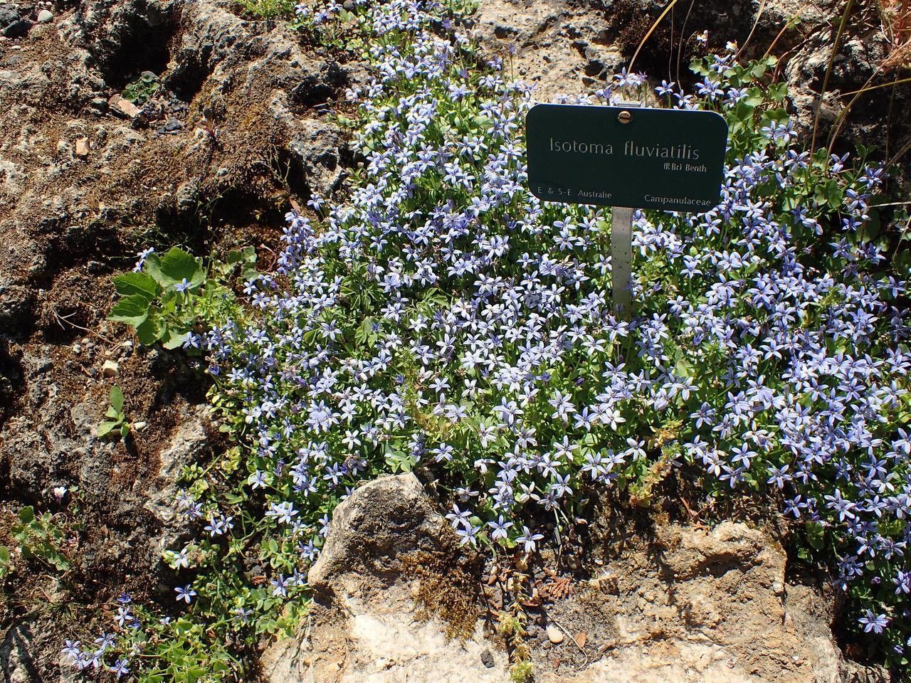Isotoma fluviatilis habit