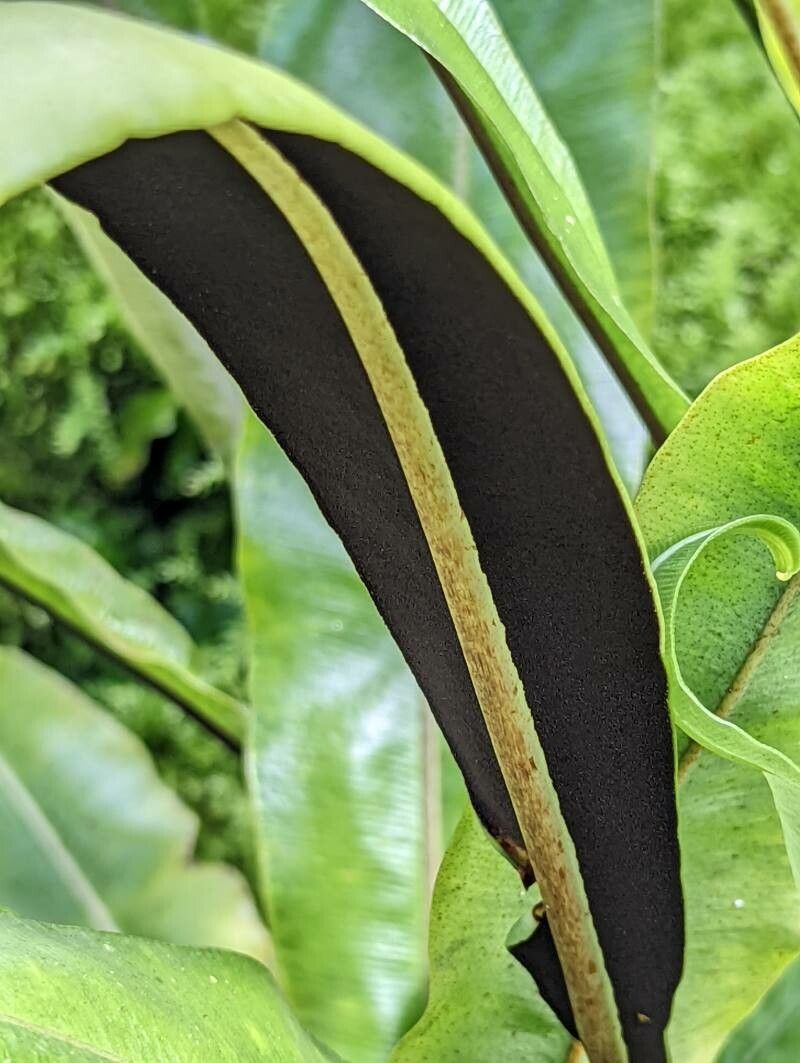 Elaphoglossum longifolium fruit