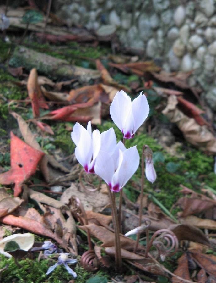 Cyclamen cilicium flower