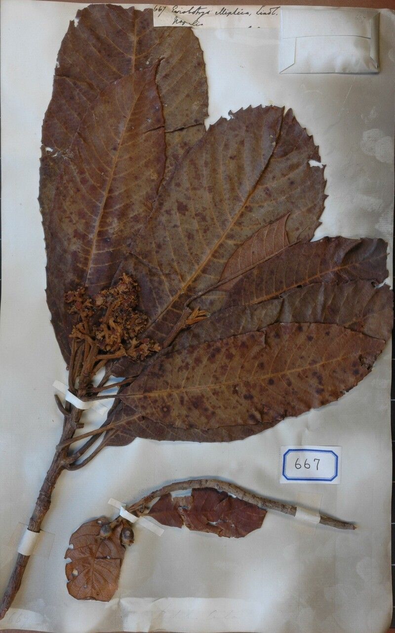 Eriobotrya elliptica other