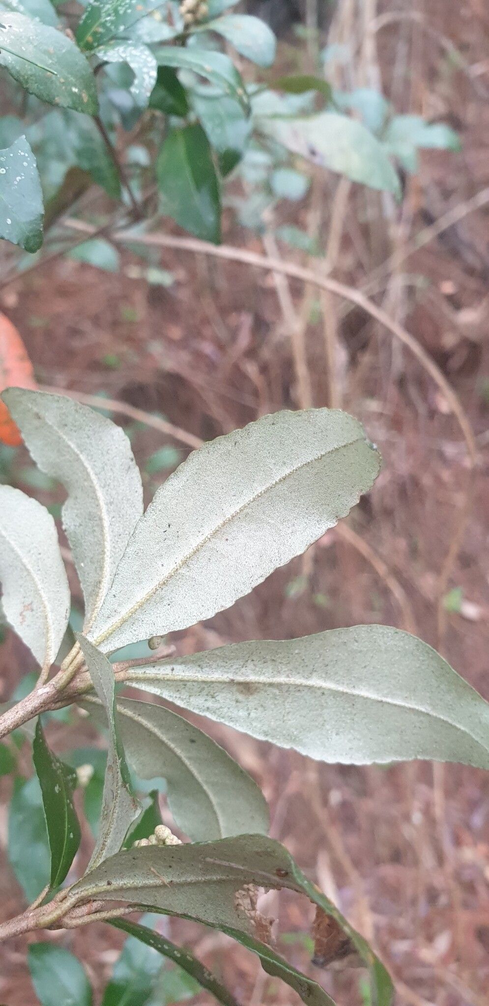 Croton hovarum — houseplant care guide