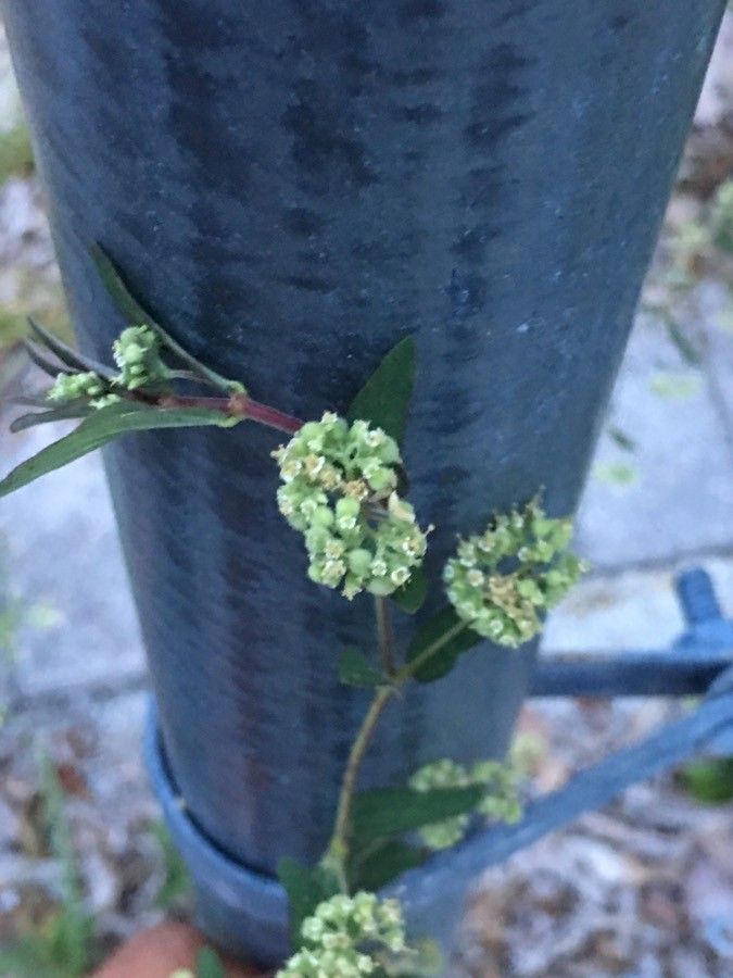 Spermacoce prostrata flower