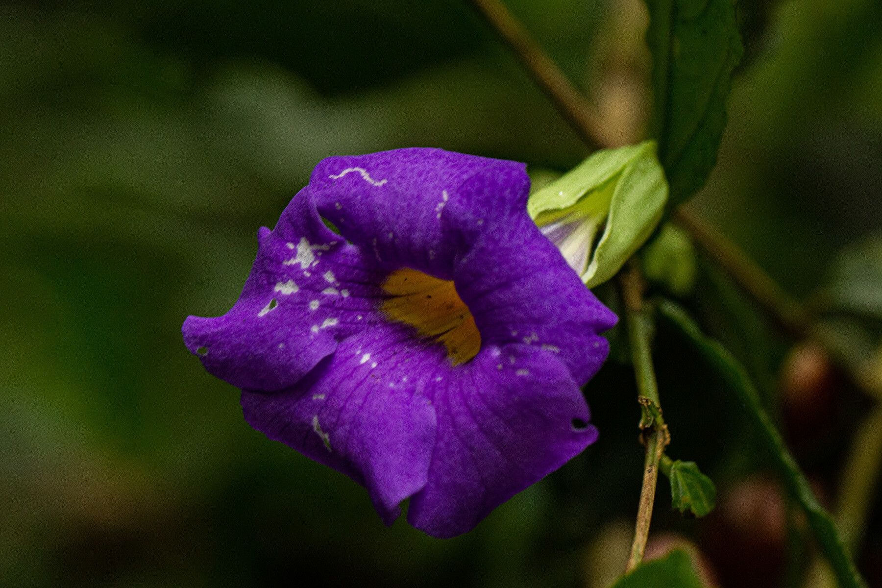 Thunbergia vogeliana — search result for 'Thunbergia'
