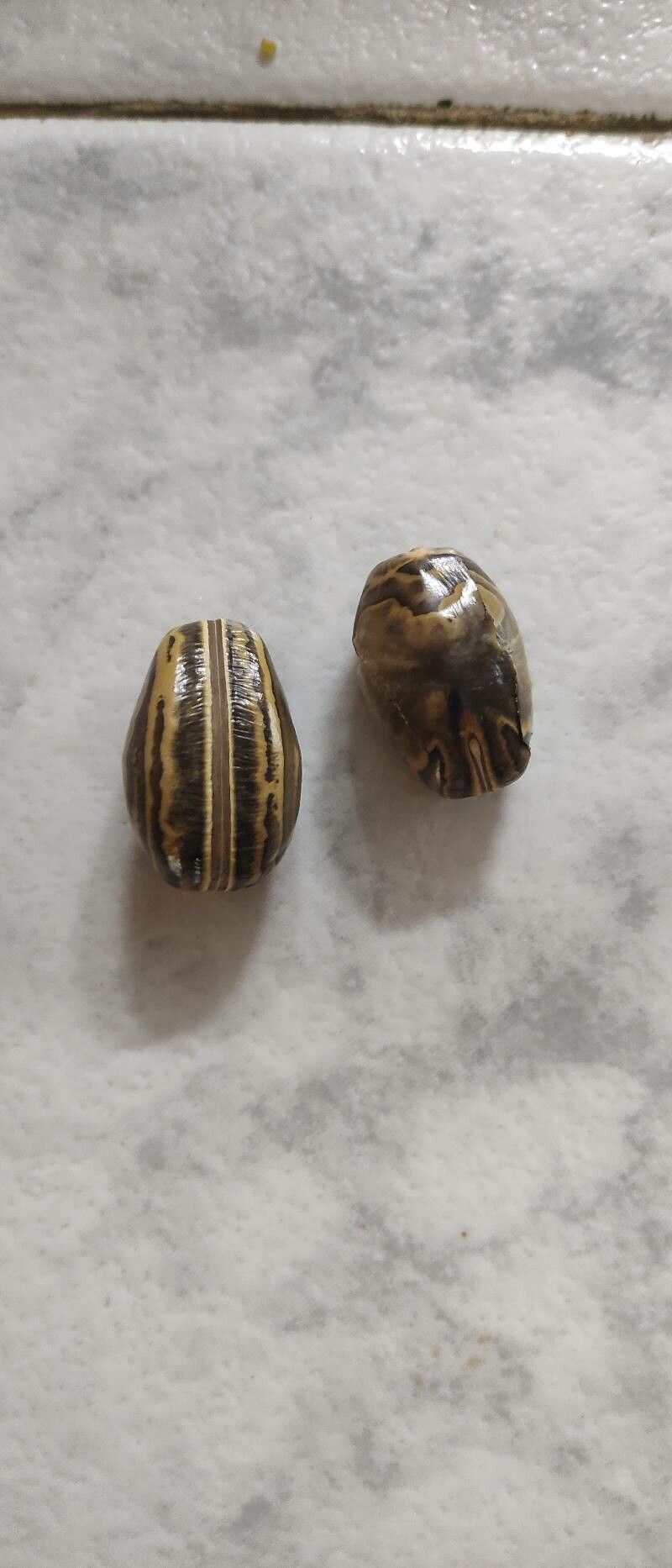 Swartzia panacoco fruit