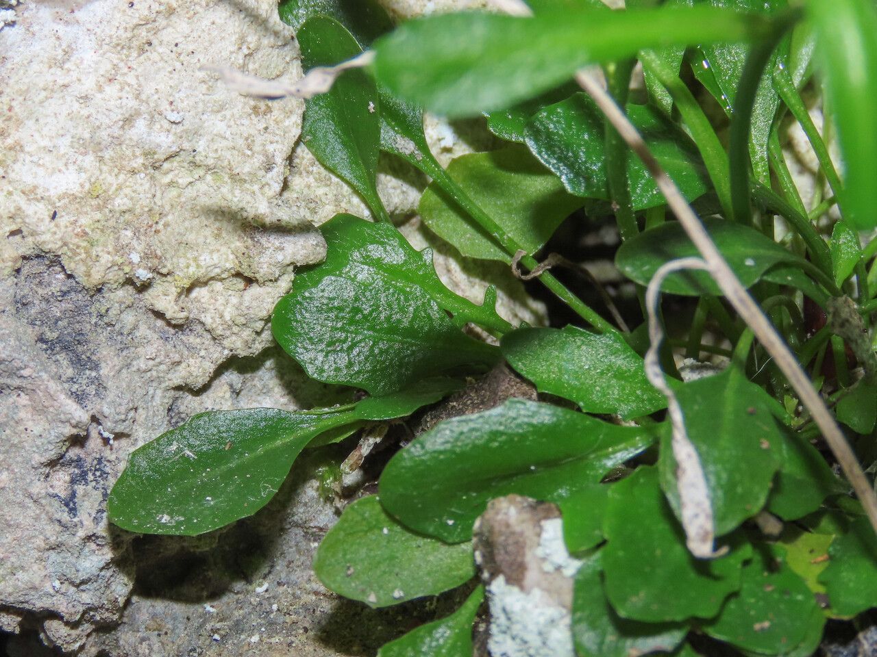 Kernera saxatilis — houseplant care guide