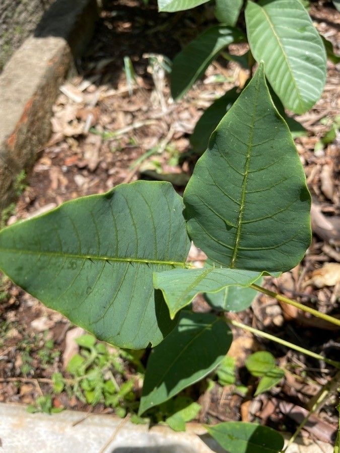 Erythrina poeppigiana leaf
