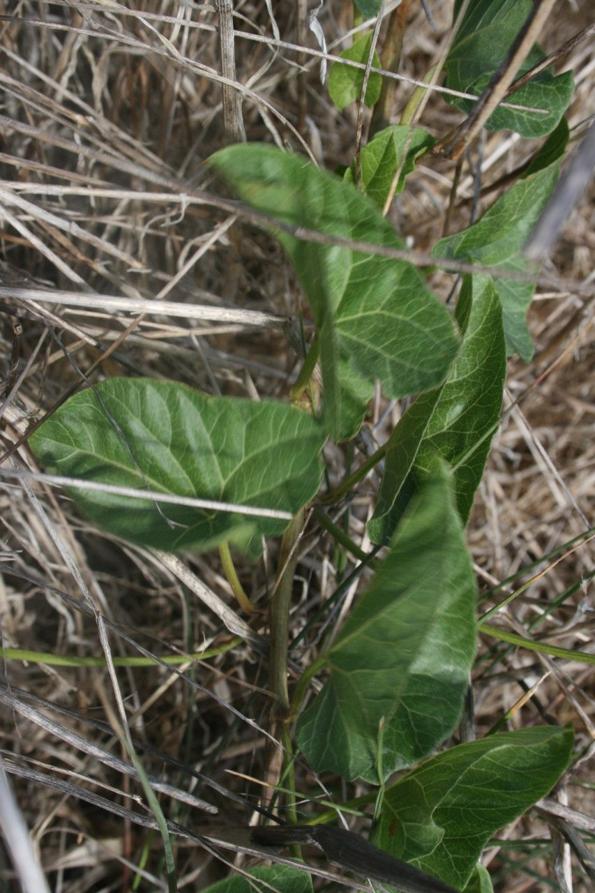 Calystegia macrostegia leaf