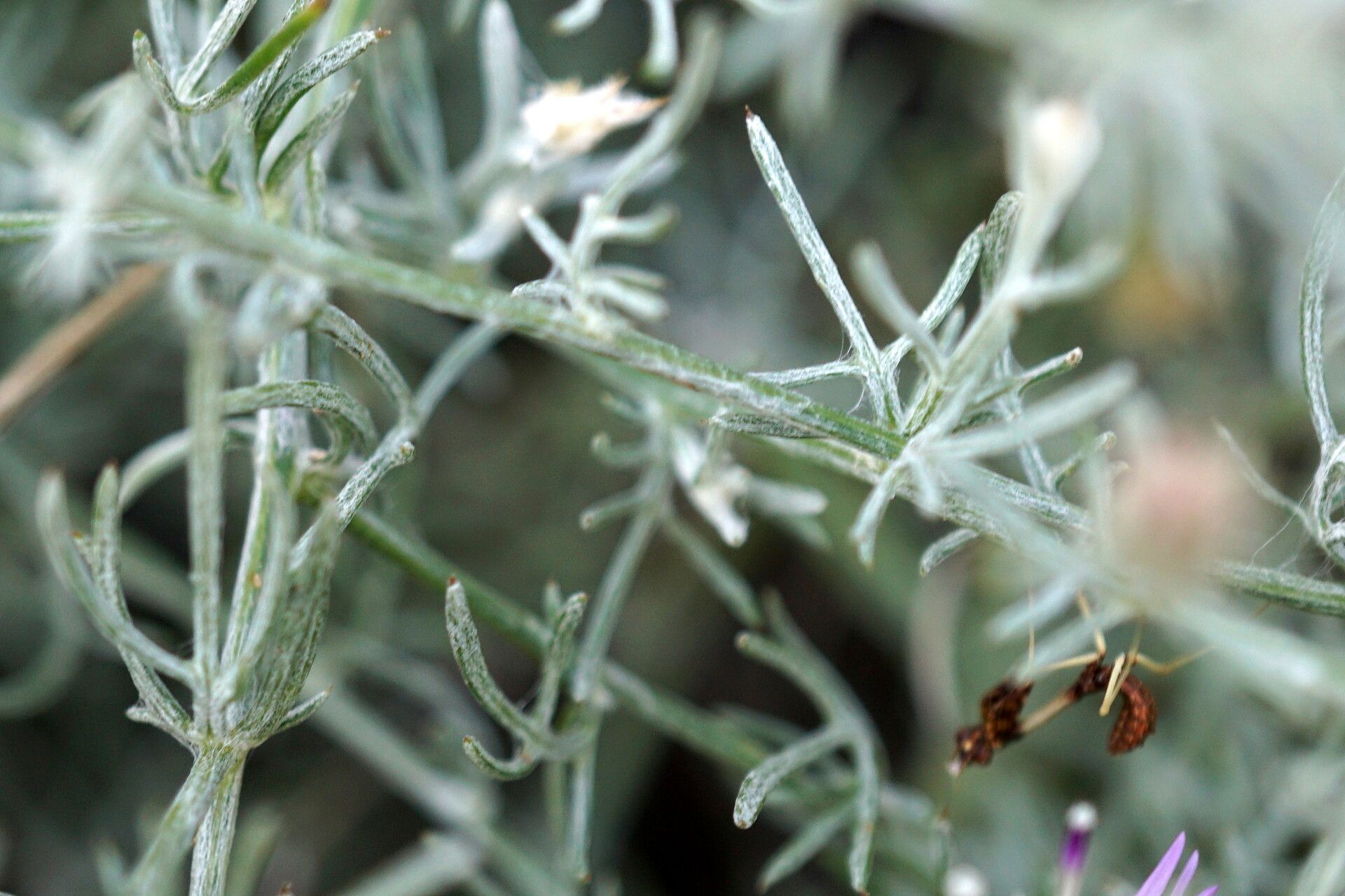 Centaurea sakarensis — houseplant care guide