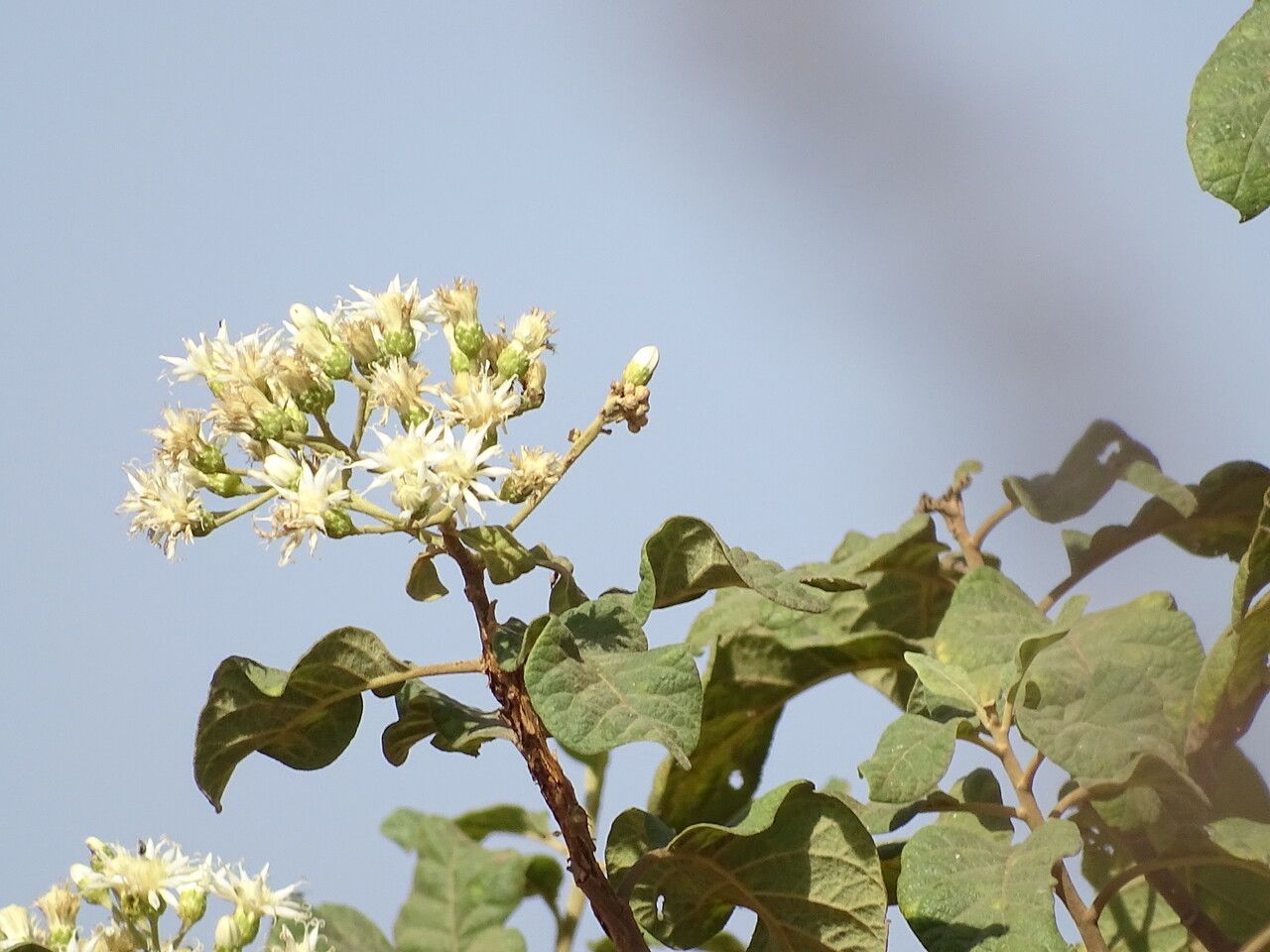 Vernonia colorata flower