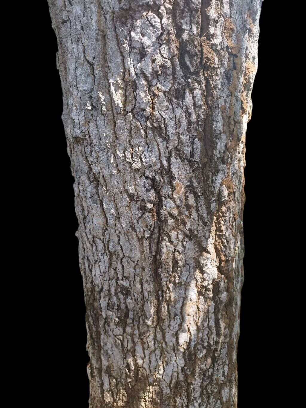 Andira cujabensis bark