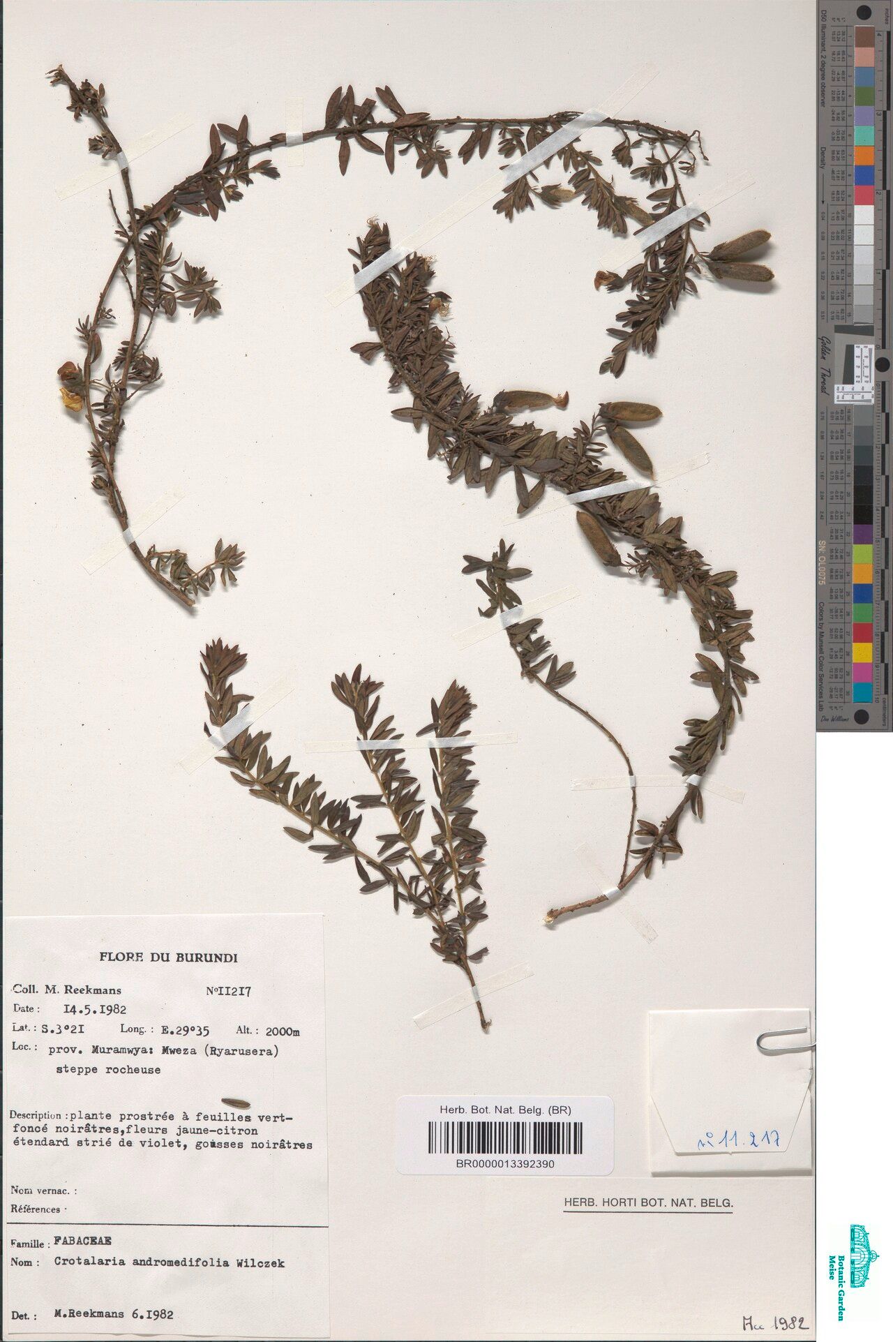 Crotalaria andromedifolia — houseplant care guide