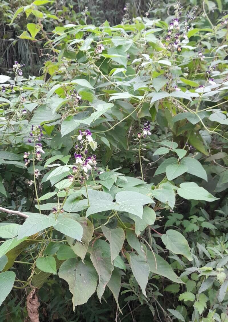 Phaseolus augusti habit