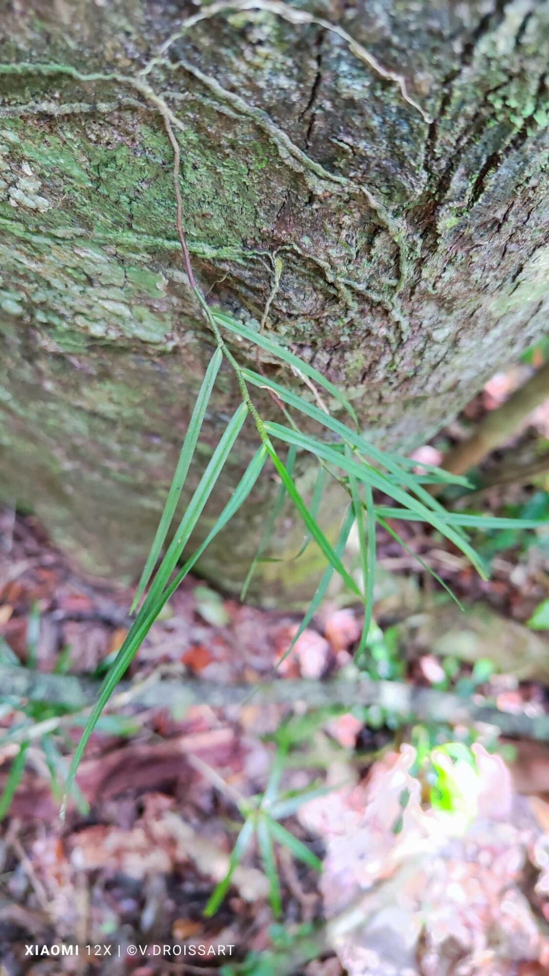 Angraecum filicornu habit