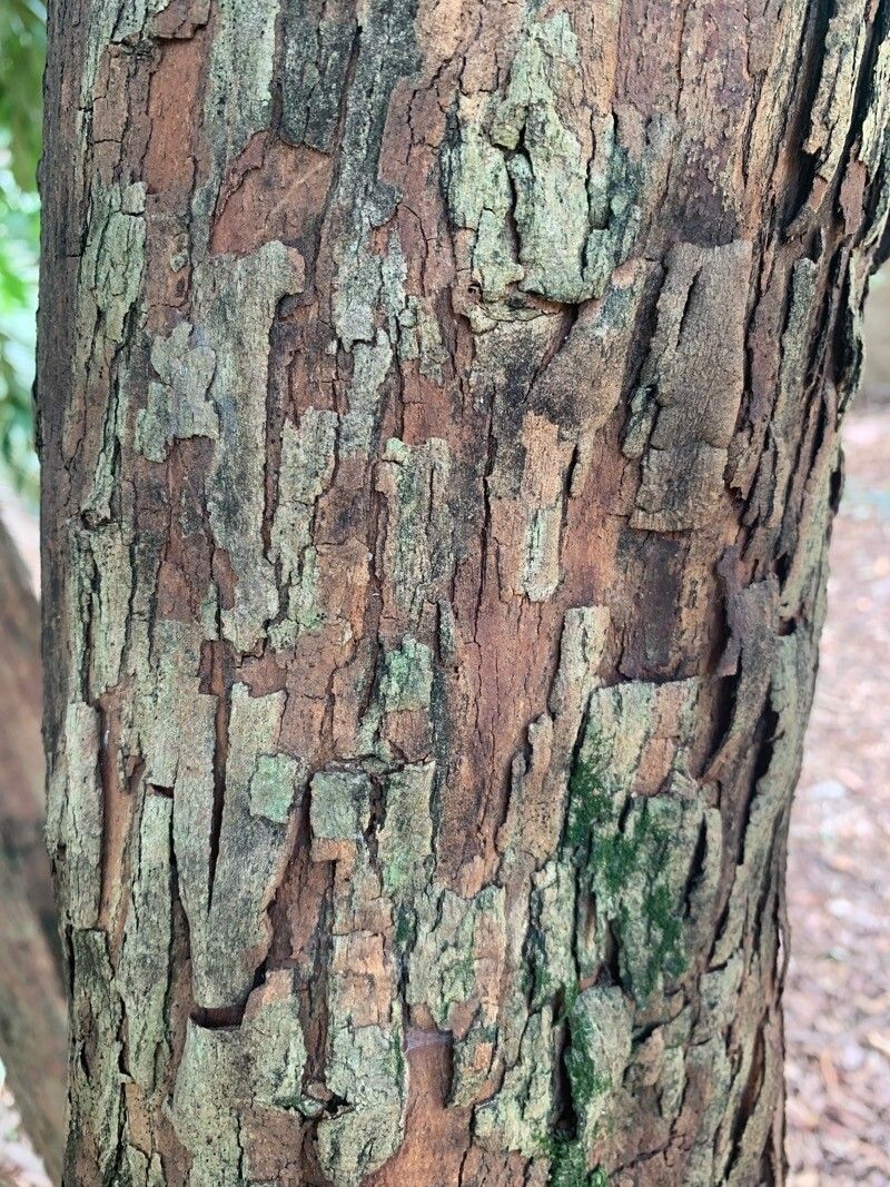 Eugenia ternatifolia bark