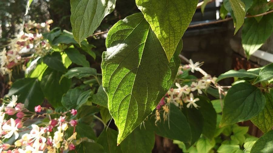 Clerodendron trichotomum leaf