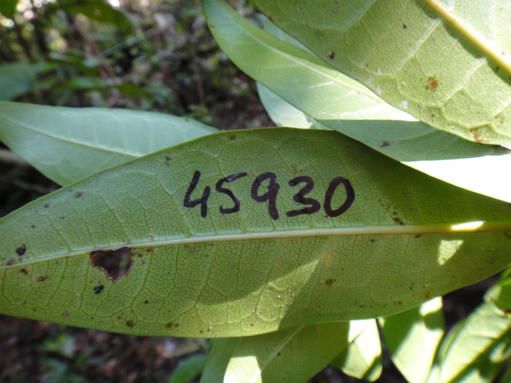 Ficus racemigera — houseplant care guide