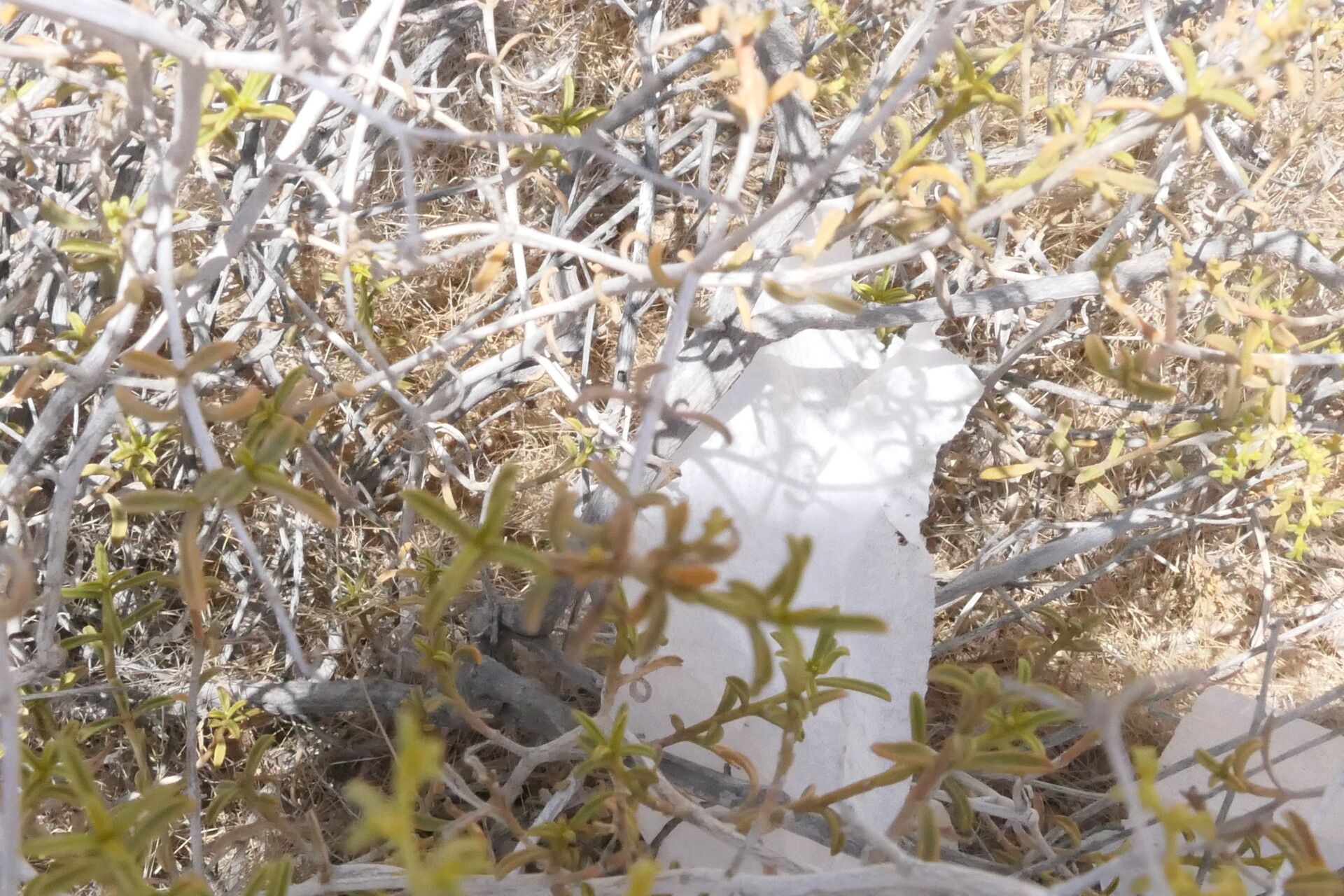 Aizoon africanum habit