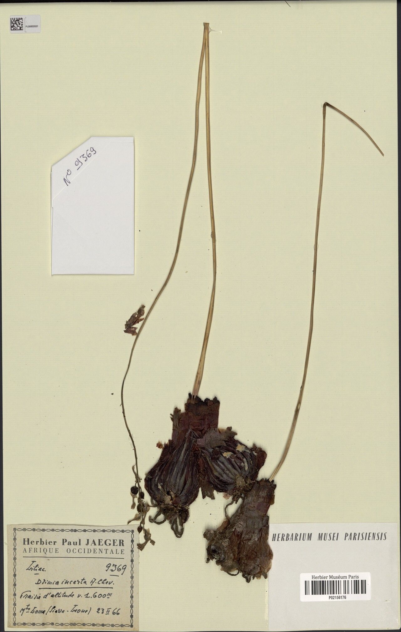 Drimia incerta — search result for 'Drimia'