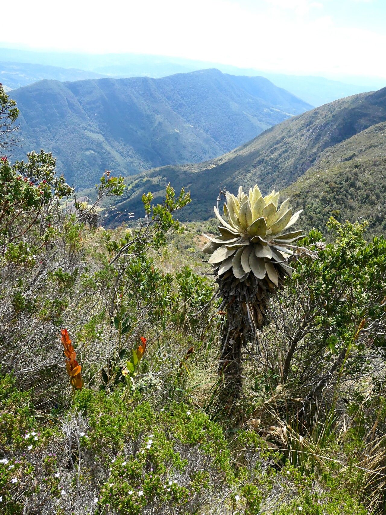 Espeletia barclayana habit