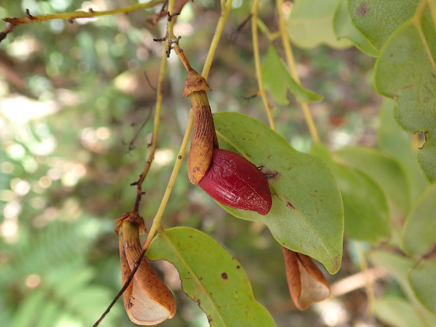 Rourea balansana fruit
