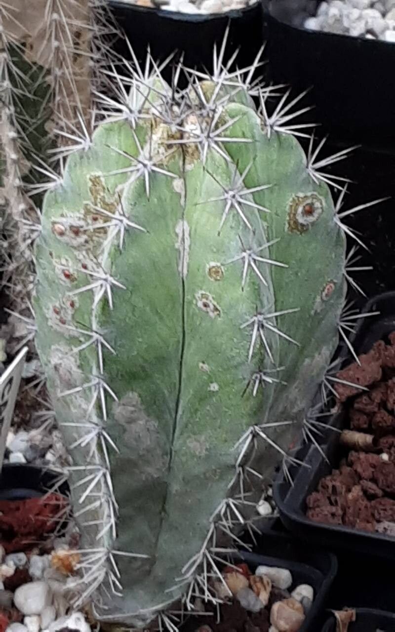 Stenocereus gummosus habit