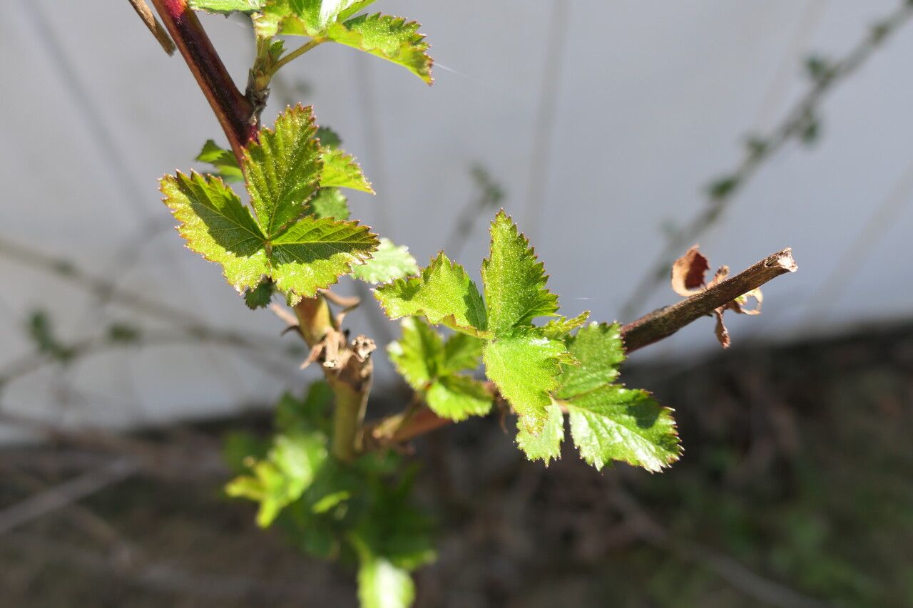 Rubus pensilvanicus leaf