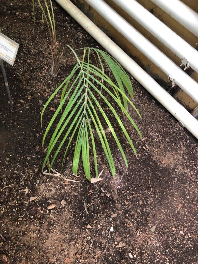 Beccariophoenix alfredii — search result for 'Arecaceae'