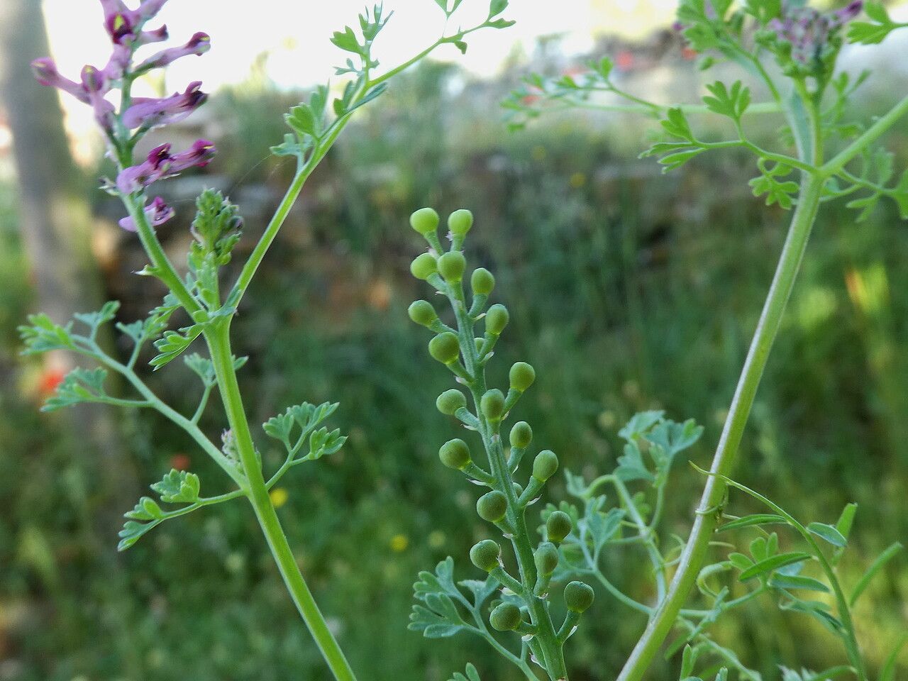 Fumaria officinalis fruit