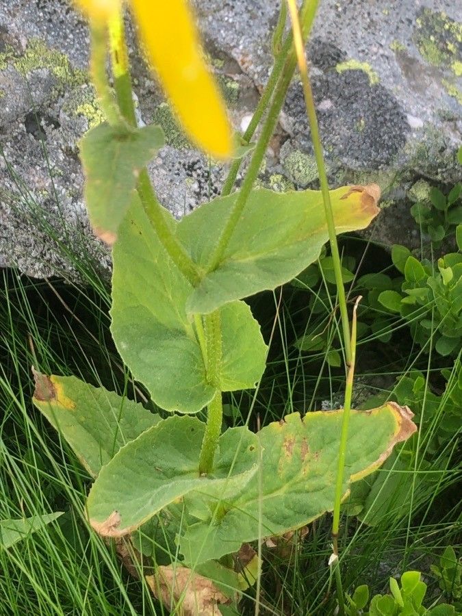 Doronicum plantagineum — search result for 'Greece'