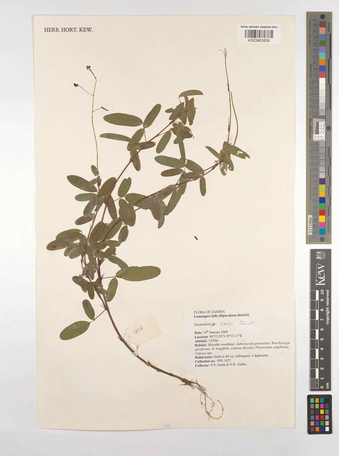 Grona stolzii — houseplant care guide