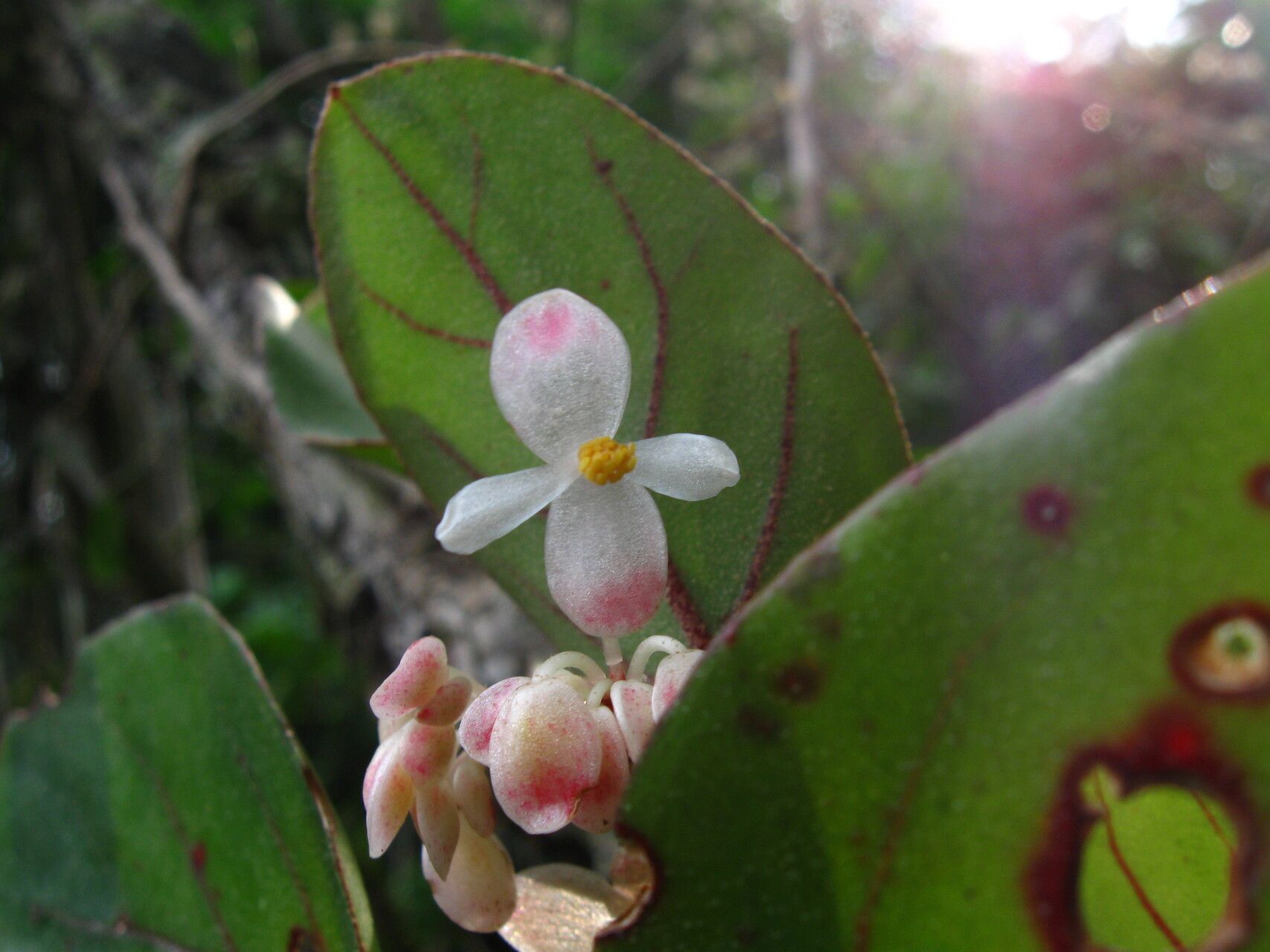 Begonia kisuluana — houseplant care guide