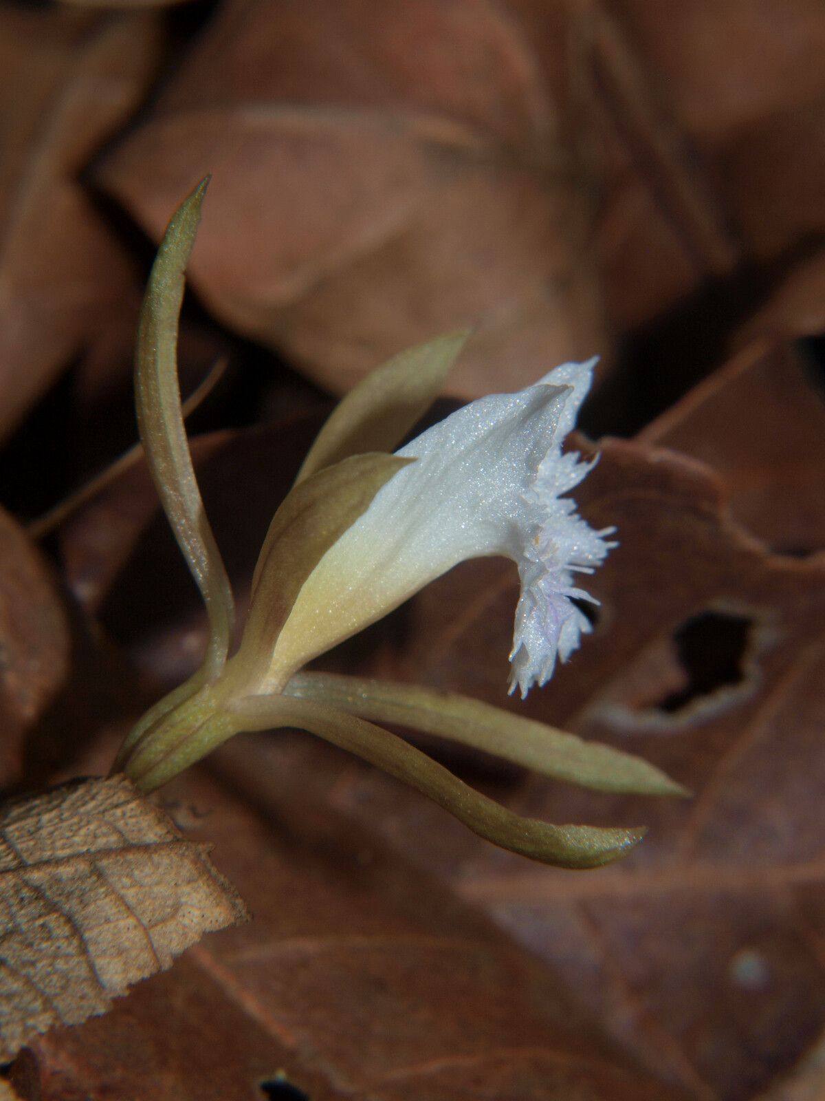 Nervilia petraea flower