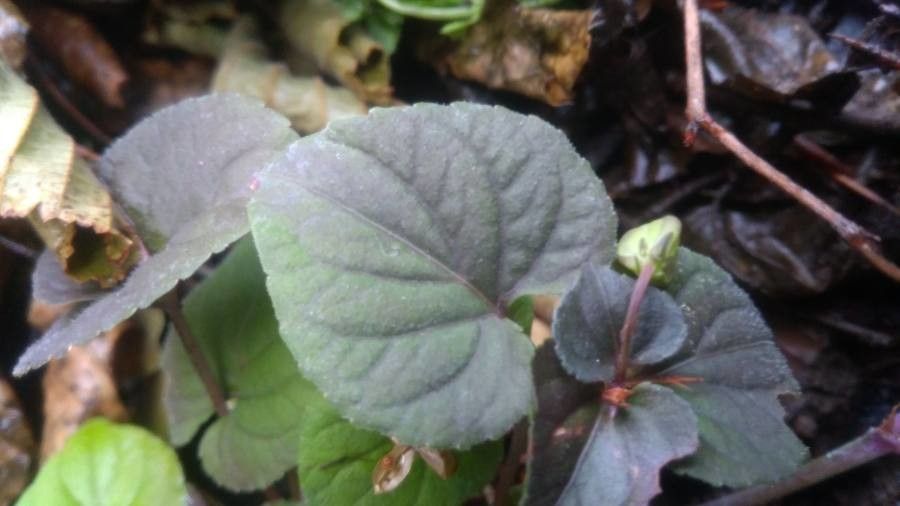 Viola labradorica leaf