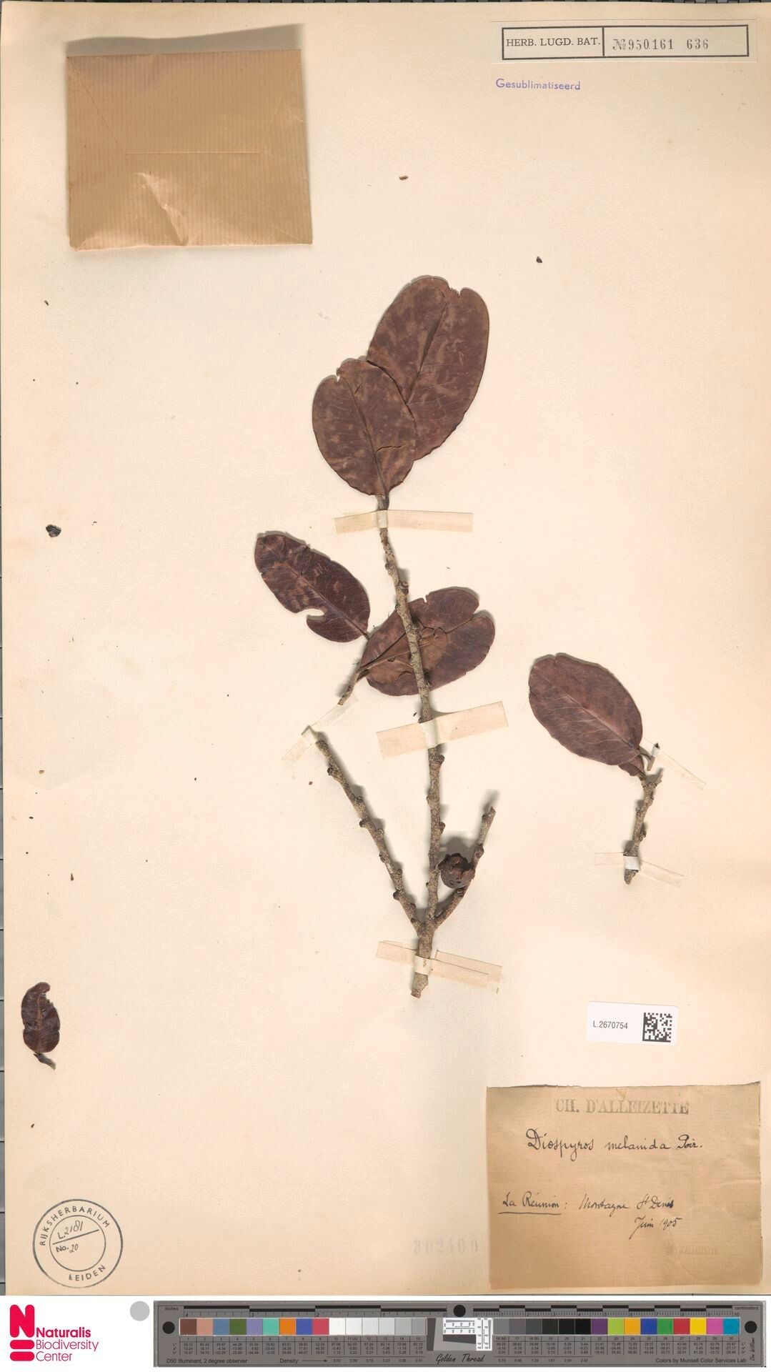 Diospyros melanida — houseplant care guide