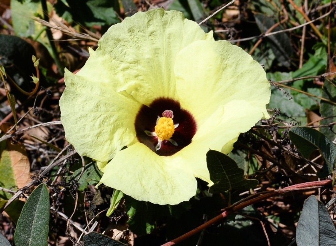 Hibiscus panduriformis — search result for 'Hibiscus'