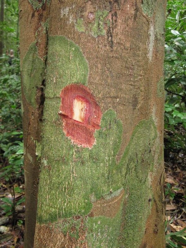 Licania heteromorpha other