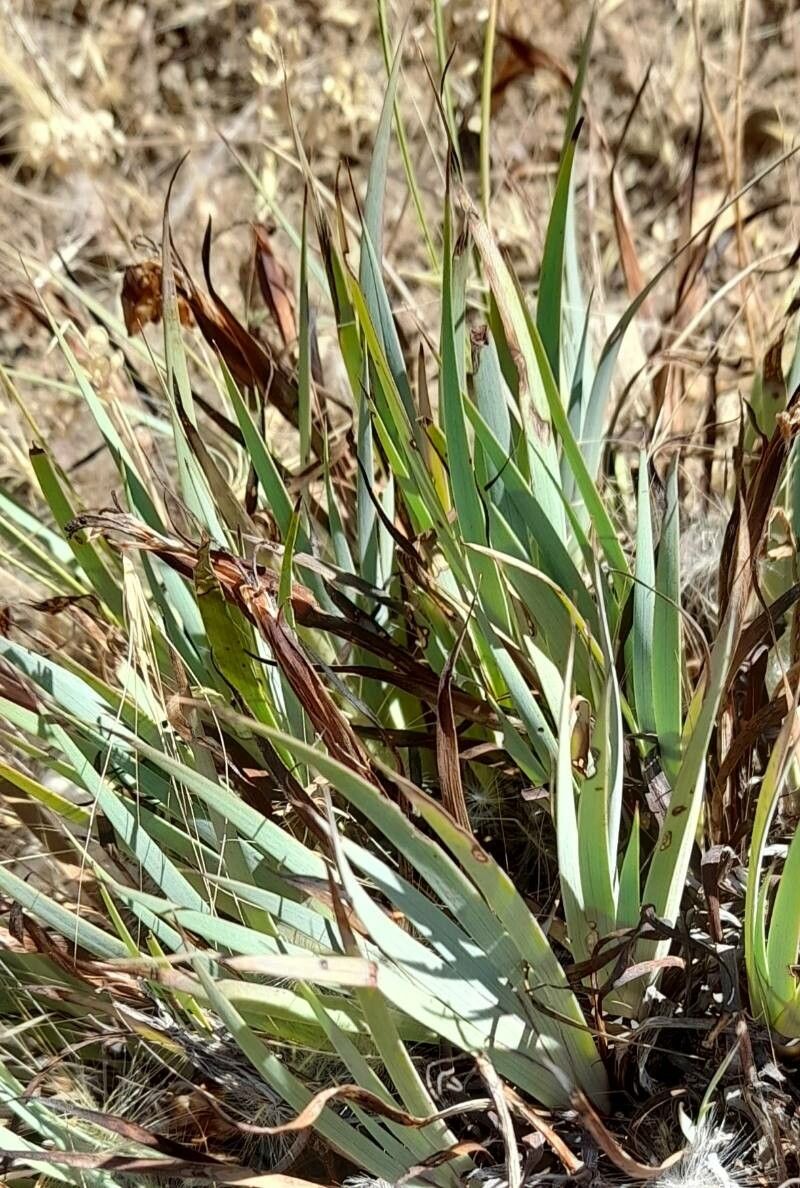 Sisyrinchium papillosum leaf
