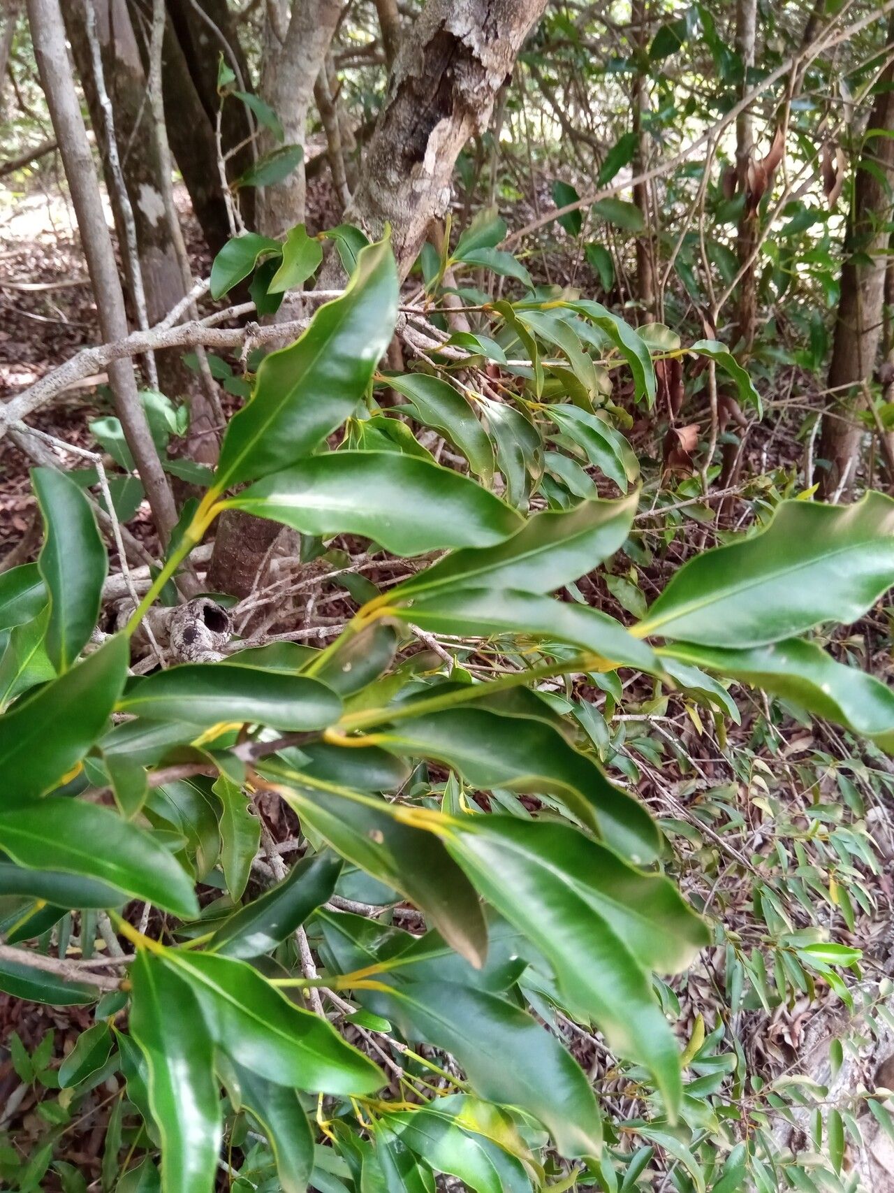Garcinia arenicola leaf