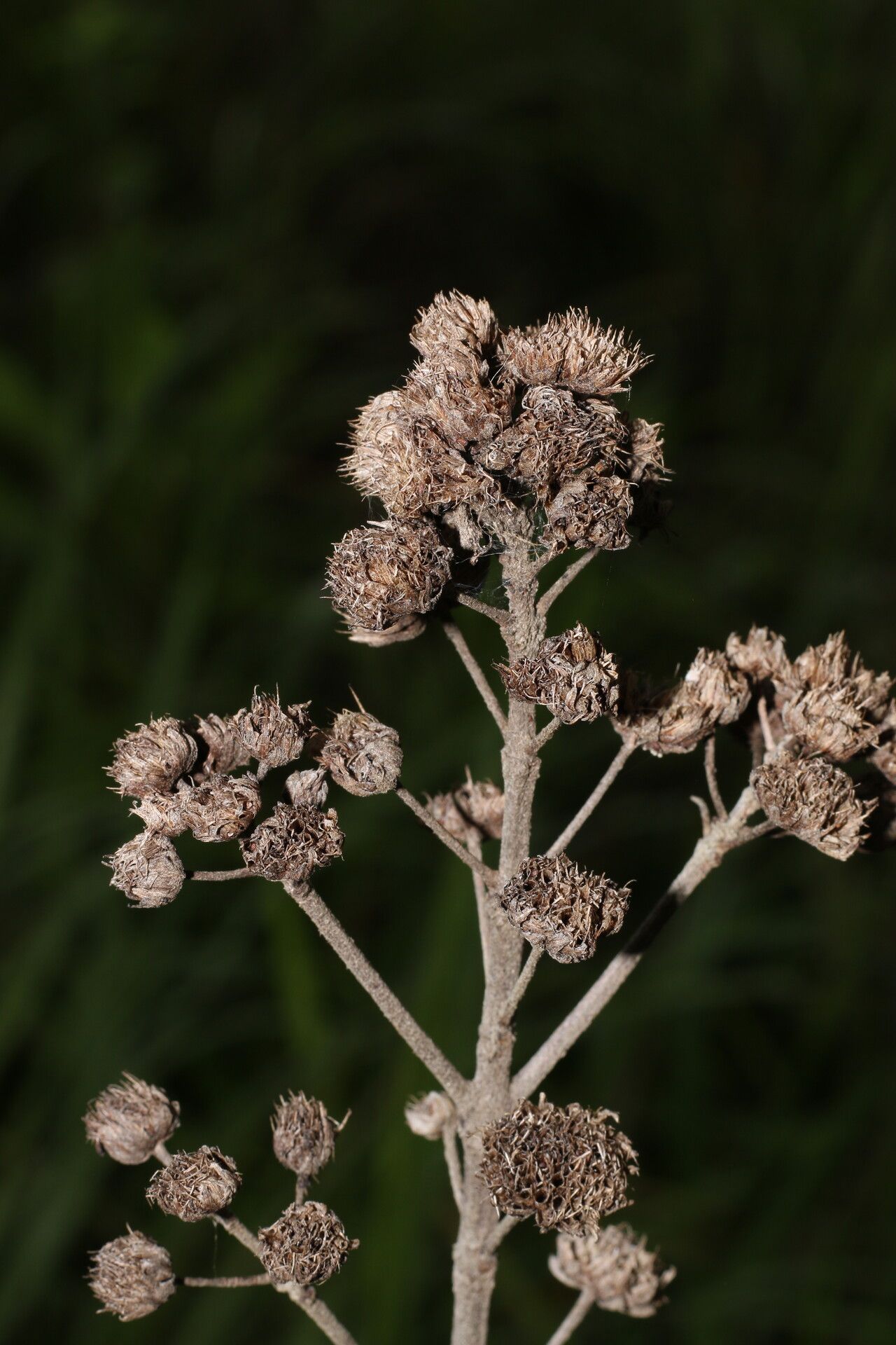 Hyptis brachiata habit