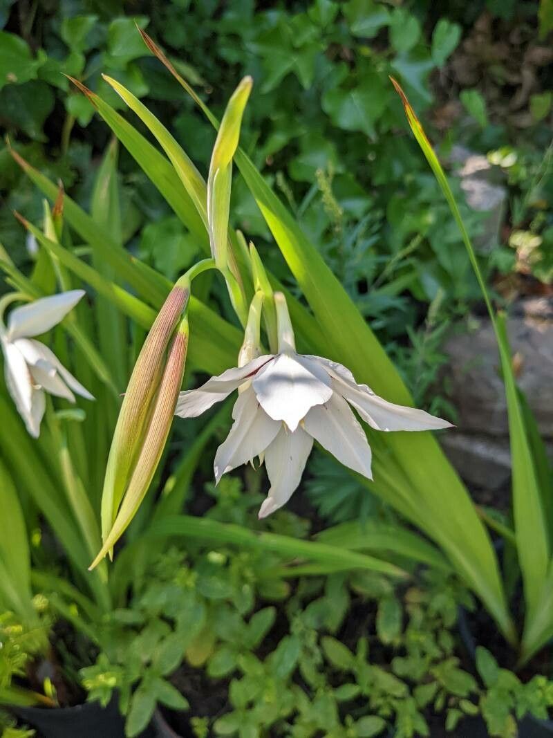 Gladiolus murielae habit