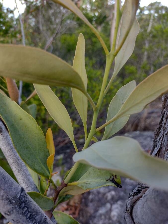 Dendrophthoe vitellinus — related species from the same genus