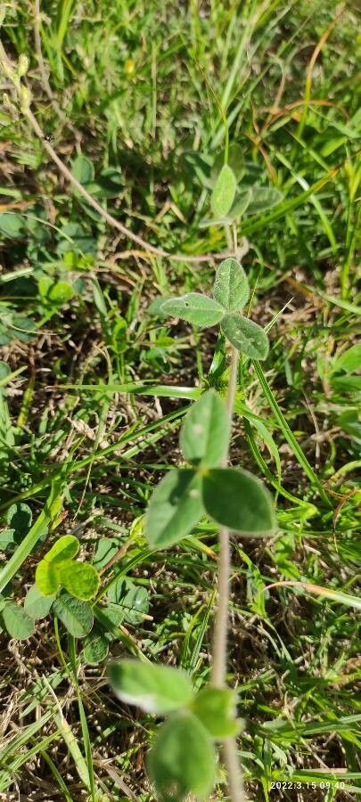 Indigofera miniata — search result for 'Indigofera'