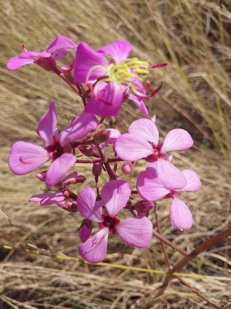 Dichaetanthera articulata flower